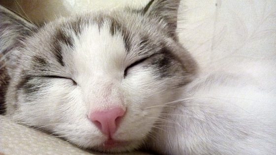 cat-712216_1280