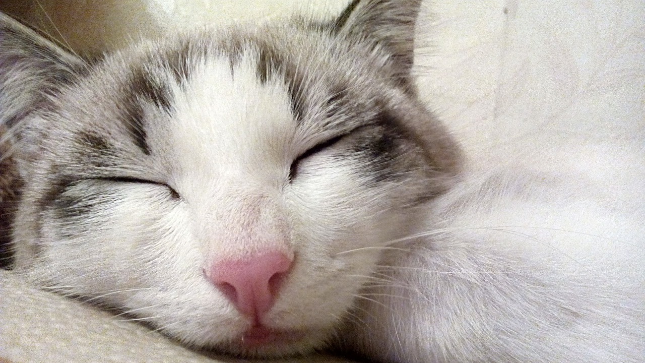cat-712216_1280