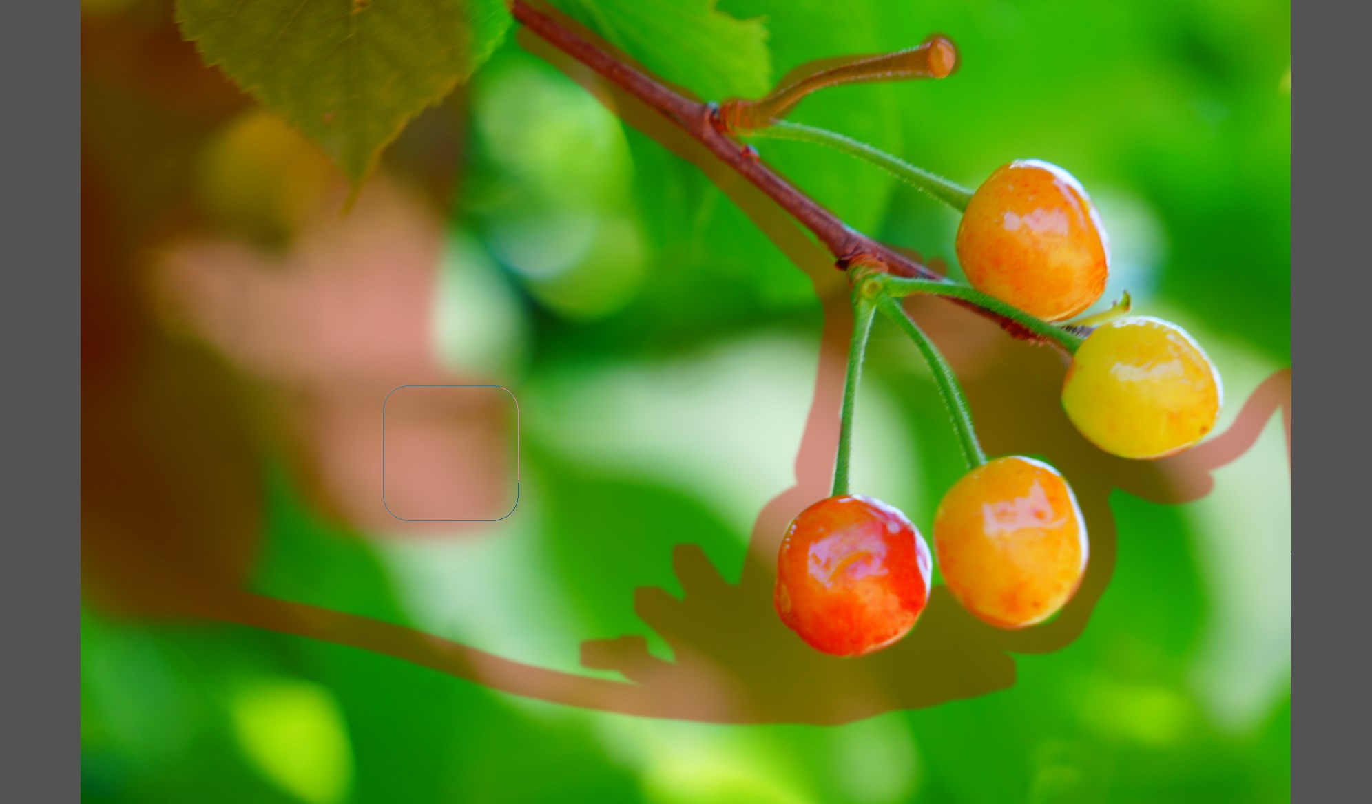 Corel PhotoMirage 背景を塗っている状態